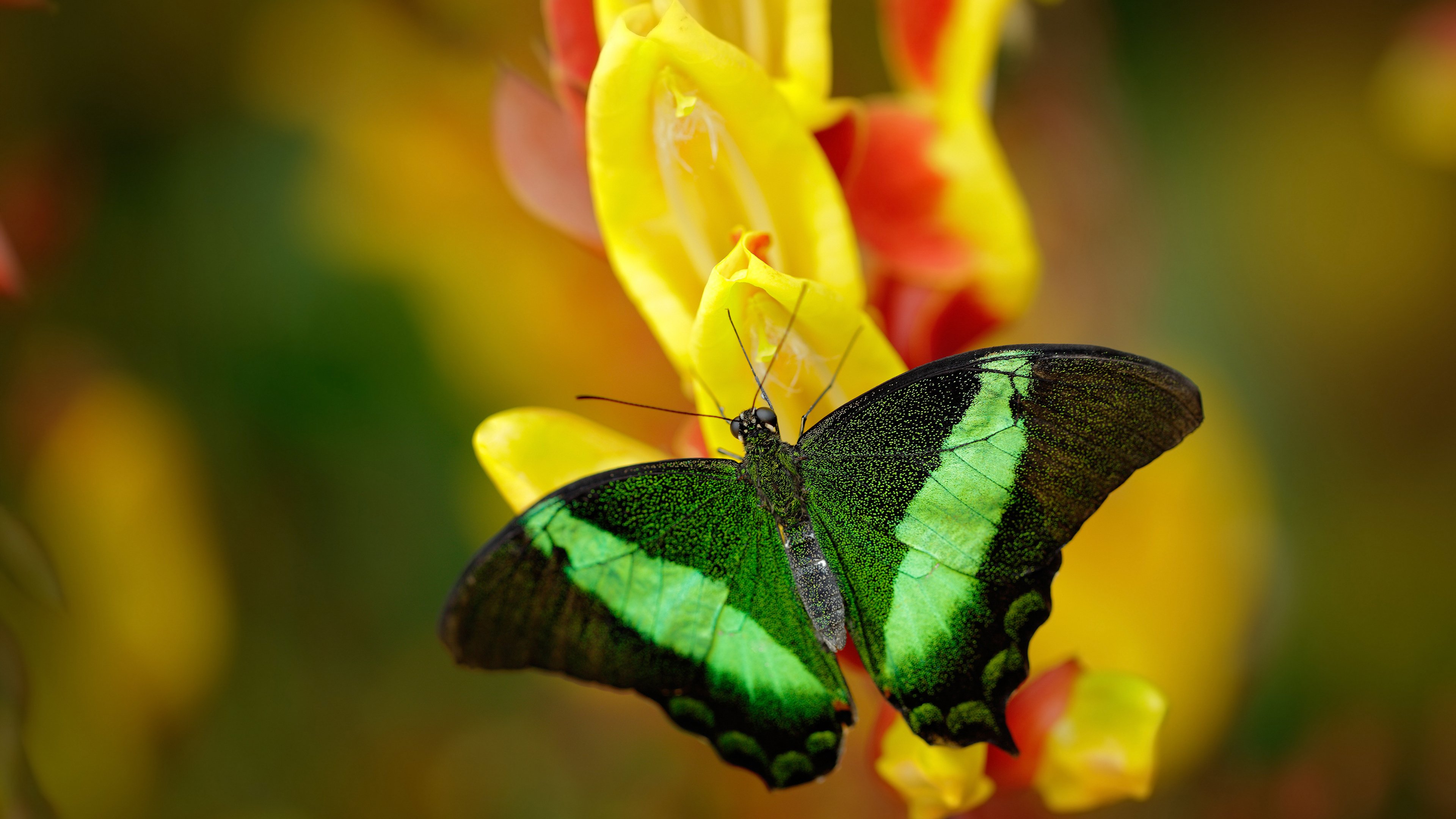 爱游戏入口-绿茵场上，一人成军，当法比尼奥用无声的统治为塞维利亚谱下绝杀序曲