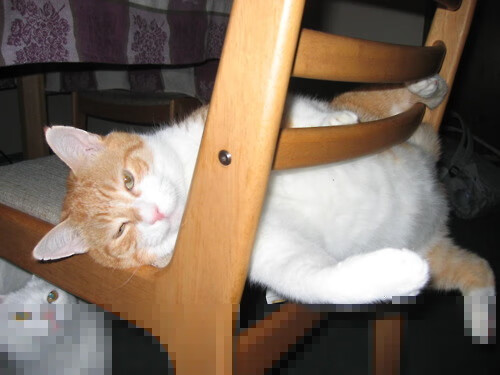 跨界碾压,神秘福建队打爆雄鹿,塔图姆率残阵上演奇幻篮球夜