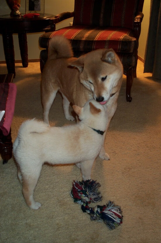 唯一主角,当美网碾压成常态,兹维列夫用总决赛王座定义统治