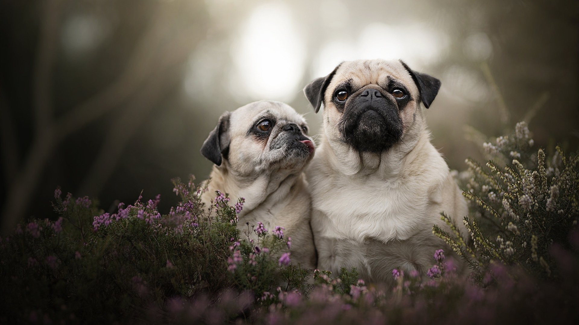 爱游戏官网-马琳临场点石成金，丹麦羽翼力破泰式旋风