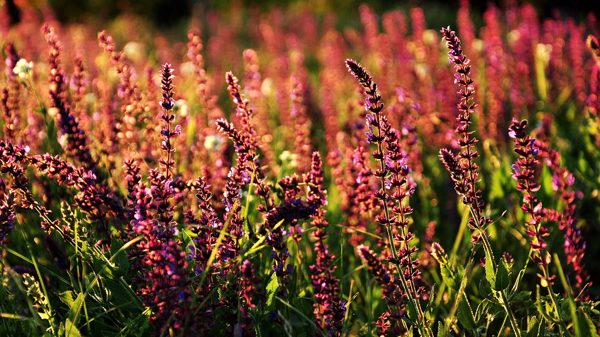 跨联盟奇迹,上海队惊天翻盘国王,莫兰特火热状态主宰赛场