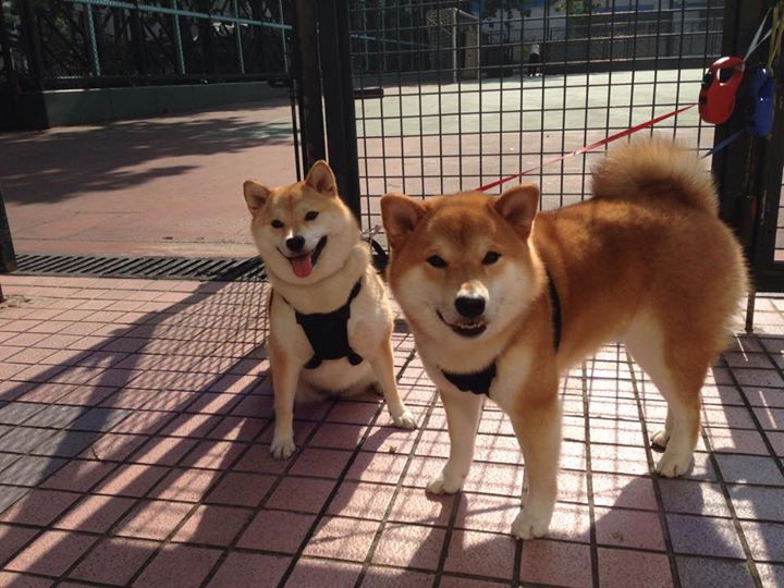 逆转之夜，德国翻盘法国，穆勒十七球刷新历史纪录