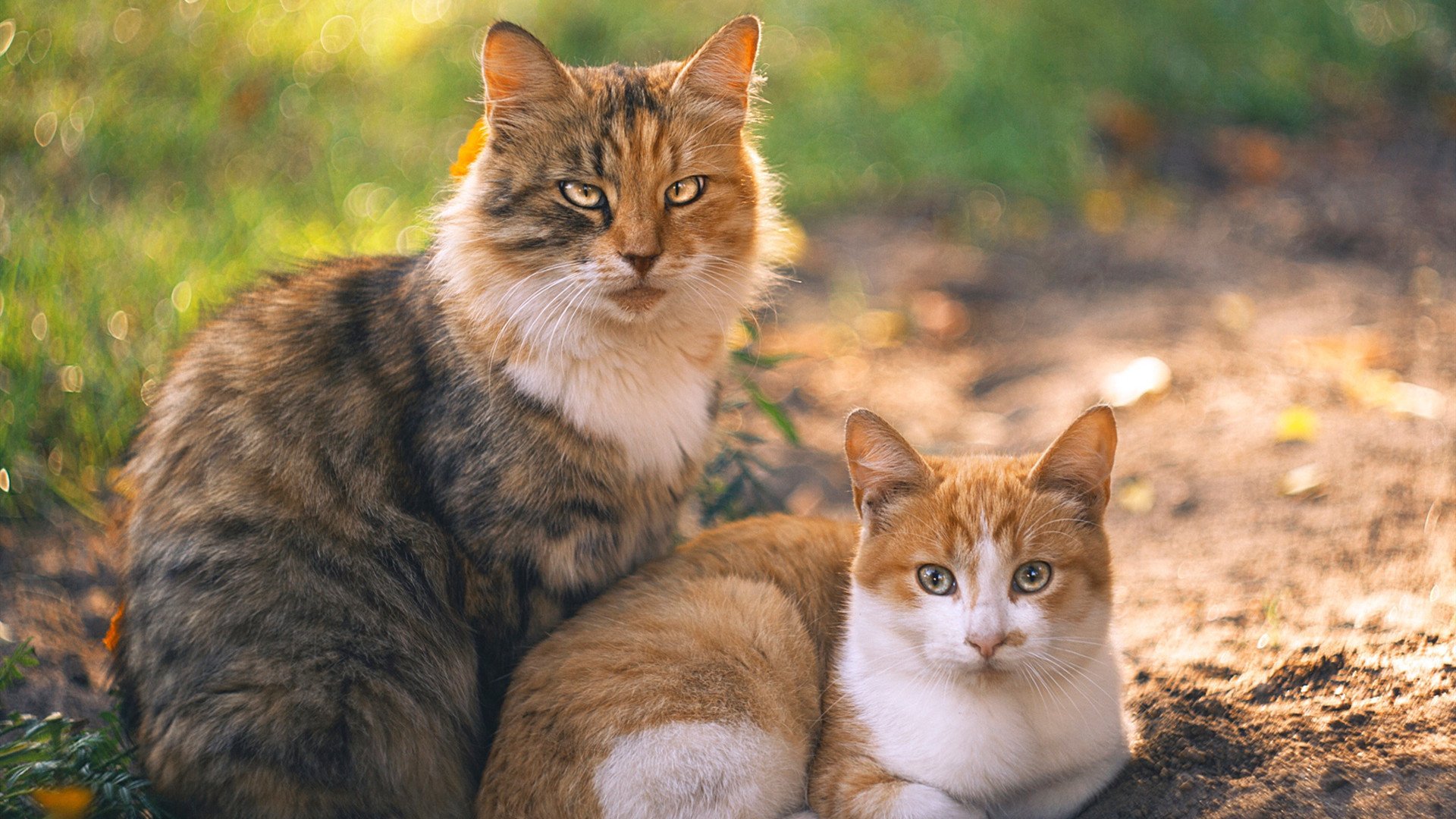 爱游戏体育-速度与掌控，终极竞技夜的冰与火之歌