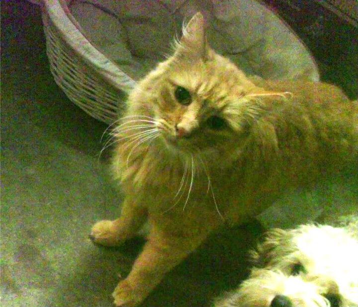 爱游戏APP-跨界唯一性，当足球罗马决胜阿根廷，篮球弗拉霍维奇闪耀NBA季后赛