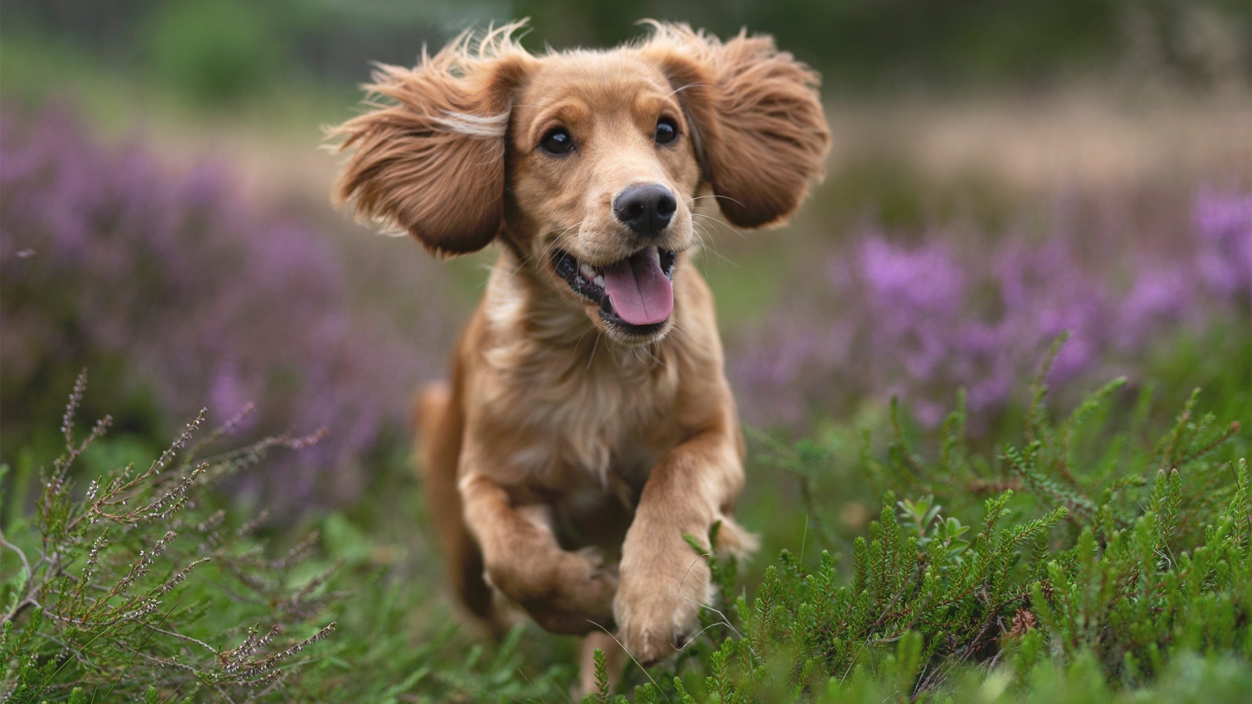 快攻引擎,杰伦·格林如何将赛场变成专属加速跑道