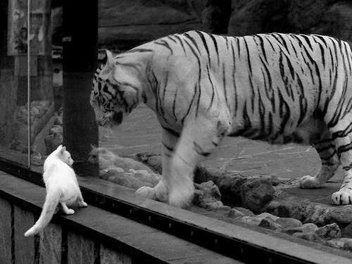 爱游戏-从CBA到世界杯，吉林队击溃深圳队后，马克西在2026年接管比赛