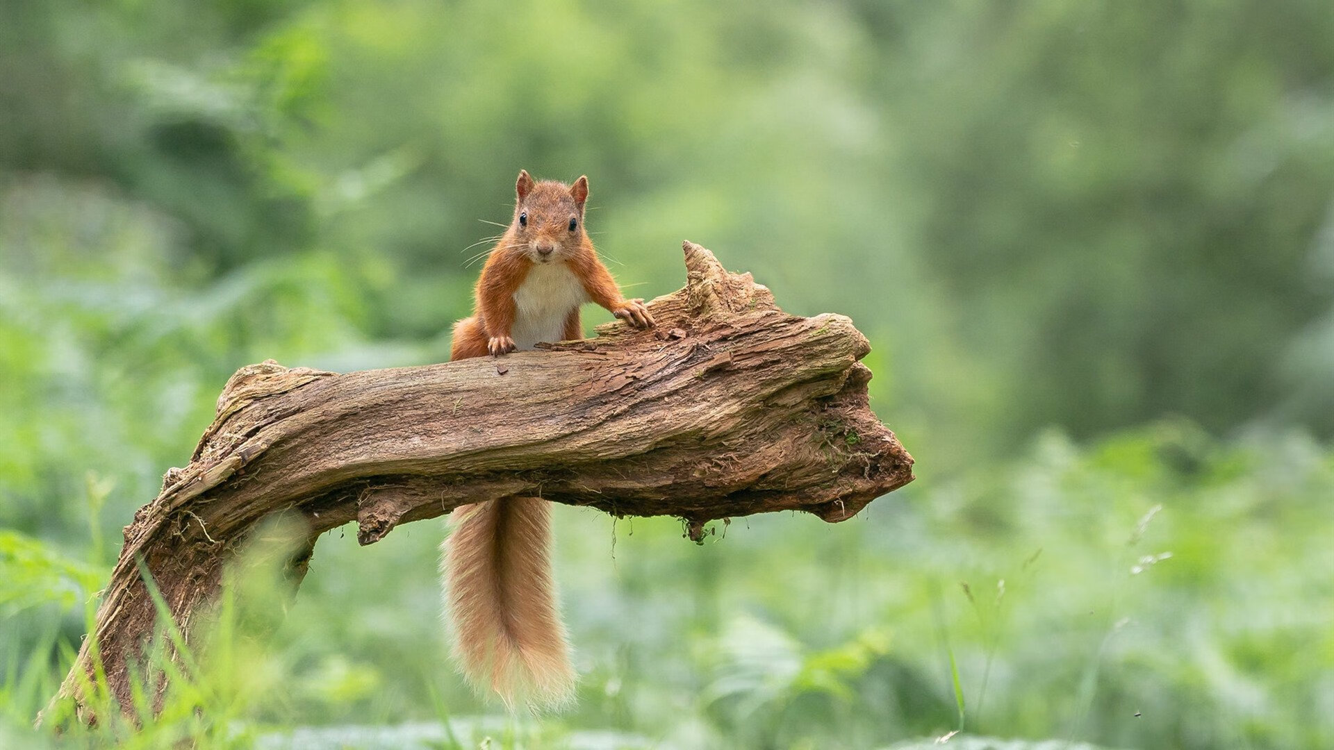 拉美锋芒刺穿北非铁壁，马拉喀什奇迹夜，迪巴拉深流涌动