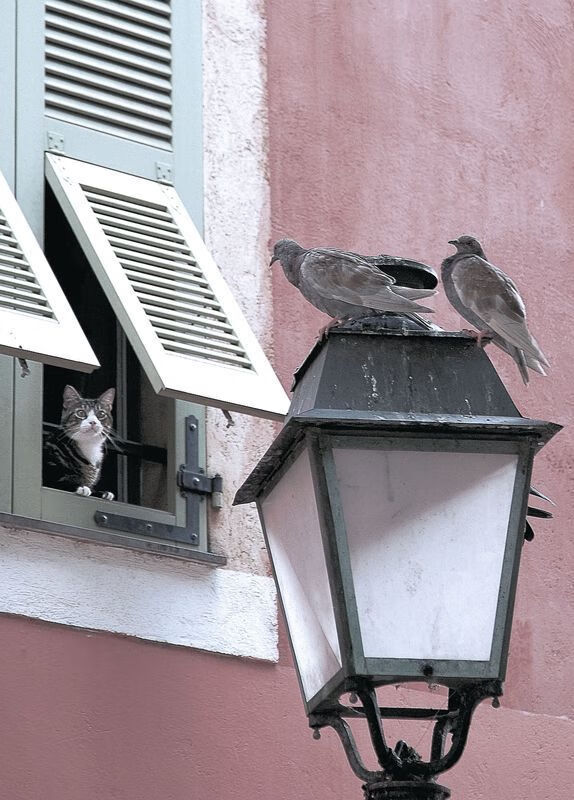 定义何为唯一，武切维奇与他的欧冠半决赛之夜