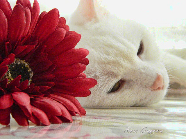 铁血逆转！勒沃库森加时鏖战力克黑马几内亚竞技，晋级欧冠八强