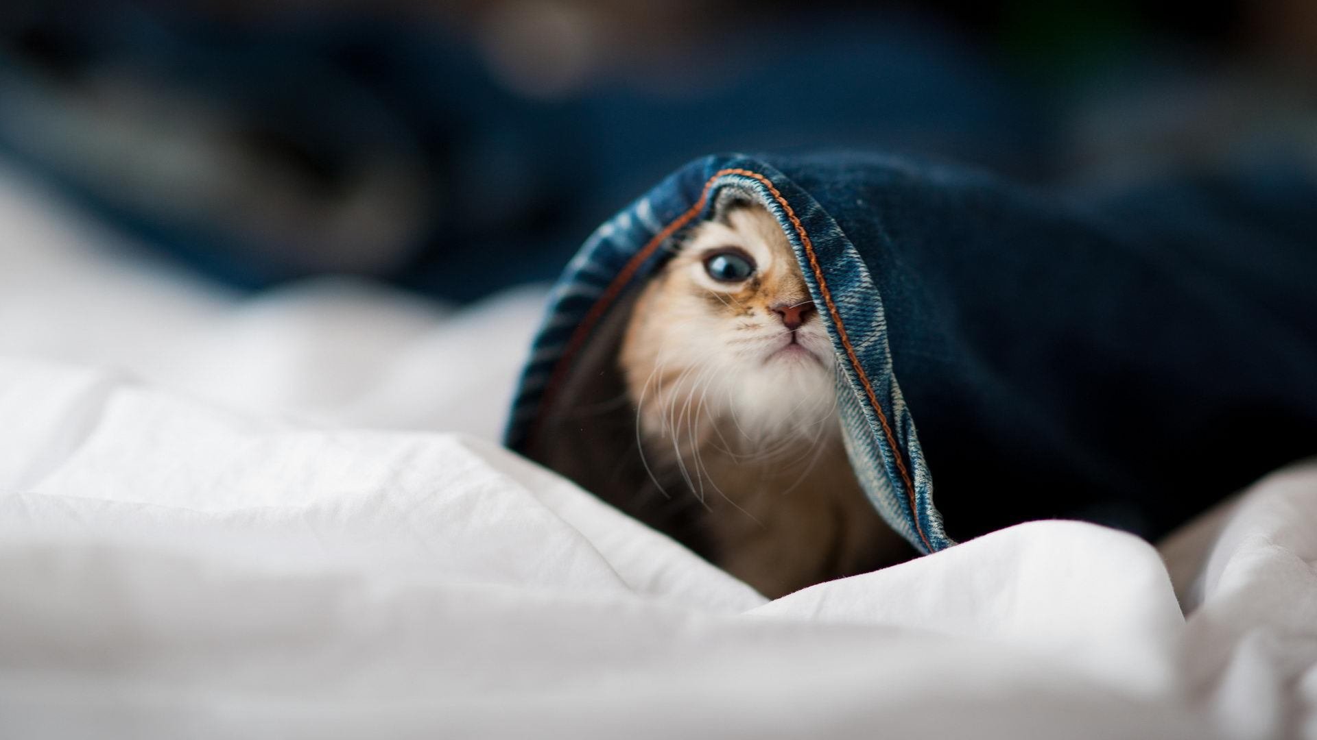 当蓝色雷霆遇上红色风暴，哈利伯顿深圳行惊艳改写篮球叙事