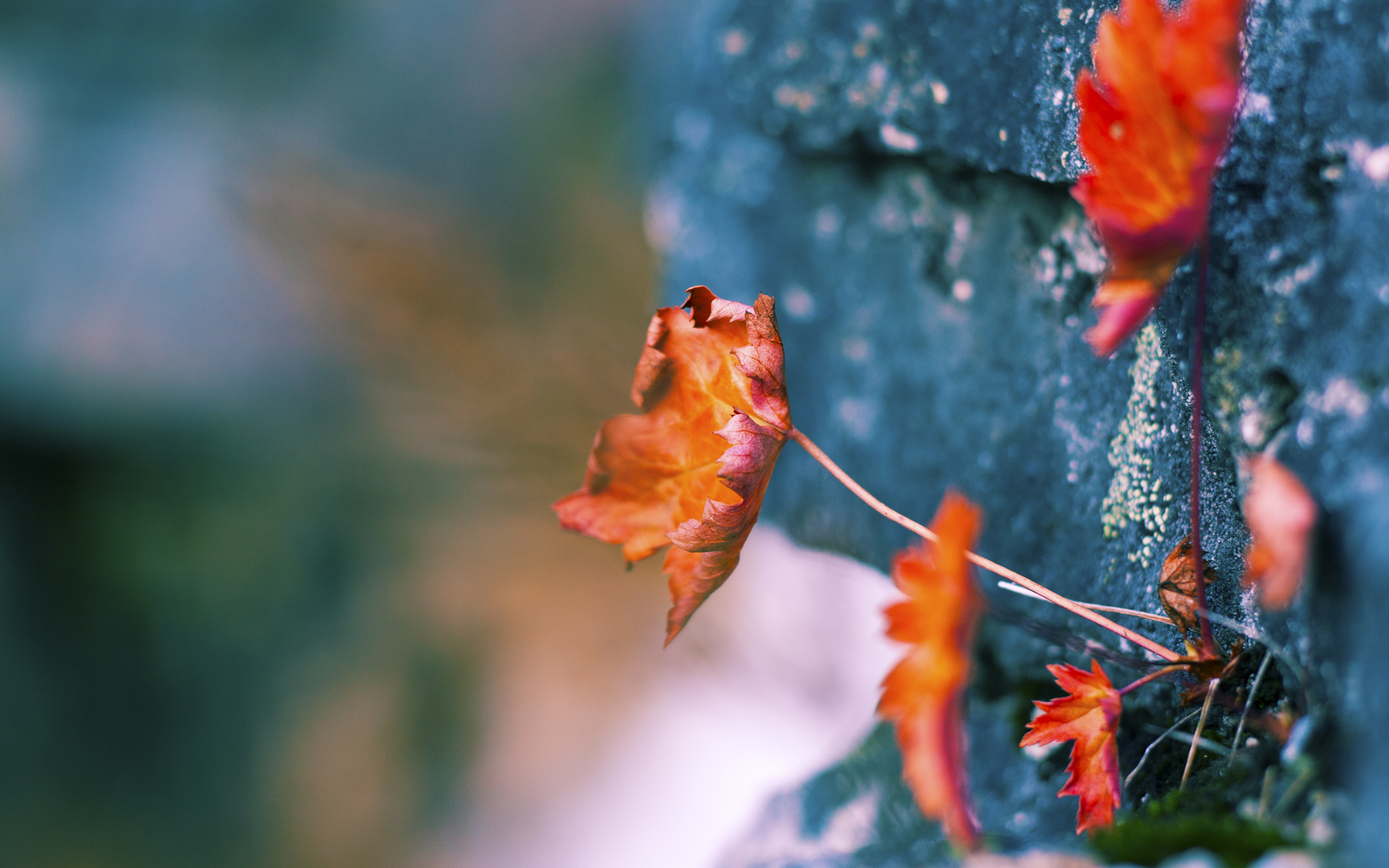 爱游戏-沙海与雷暴的碰撞，阿尔及利亚如何冲垮牙买加的短跑神话