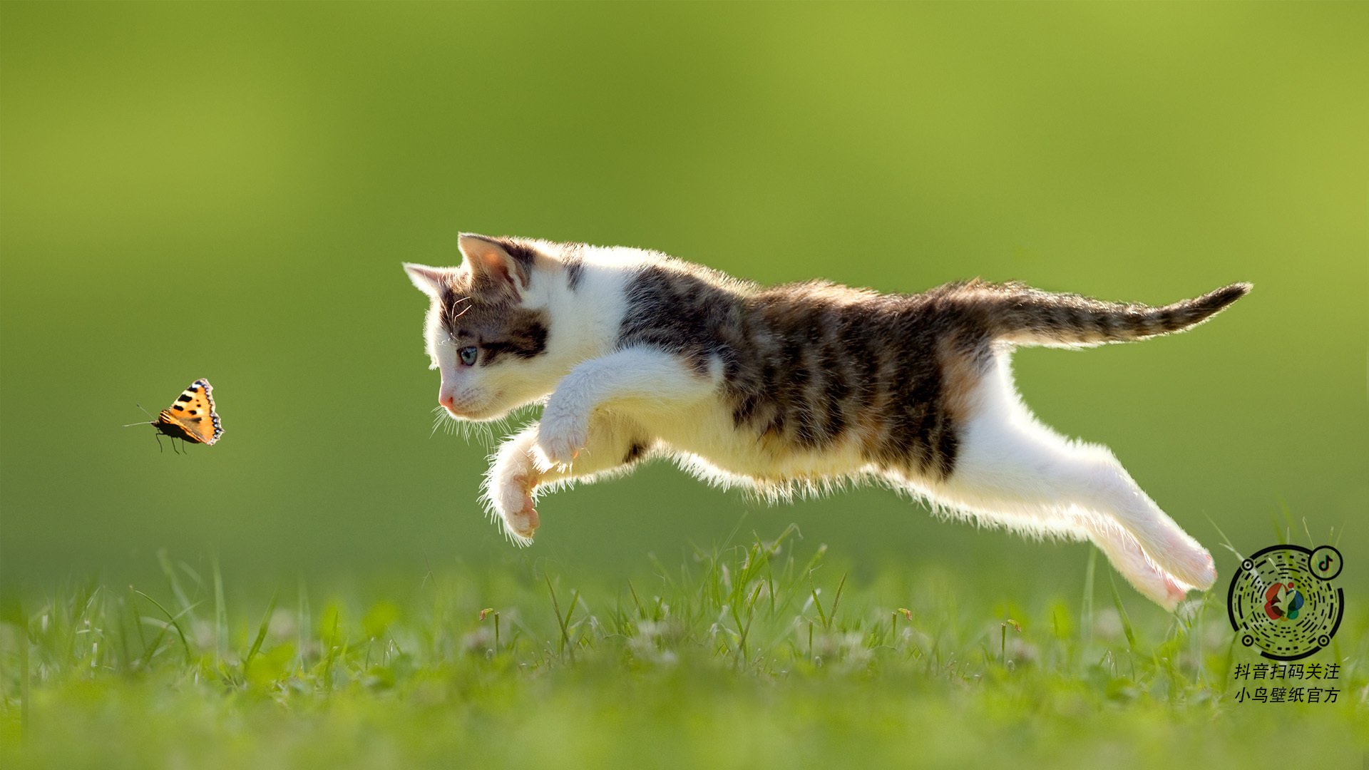 引爆麦迪逊花园的超级引擎，布伦森如何以一己之力主宰世界排名争夺战之夜