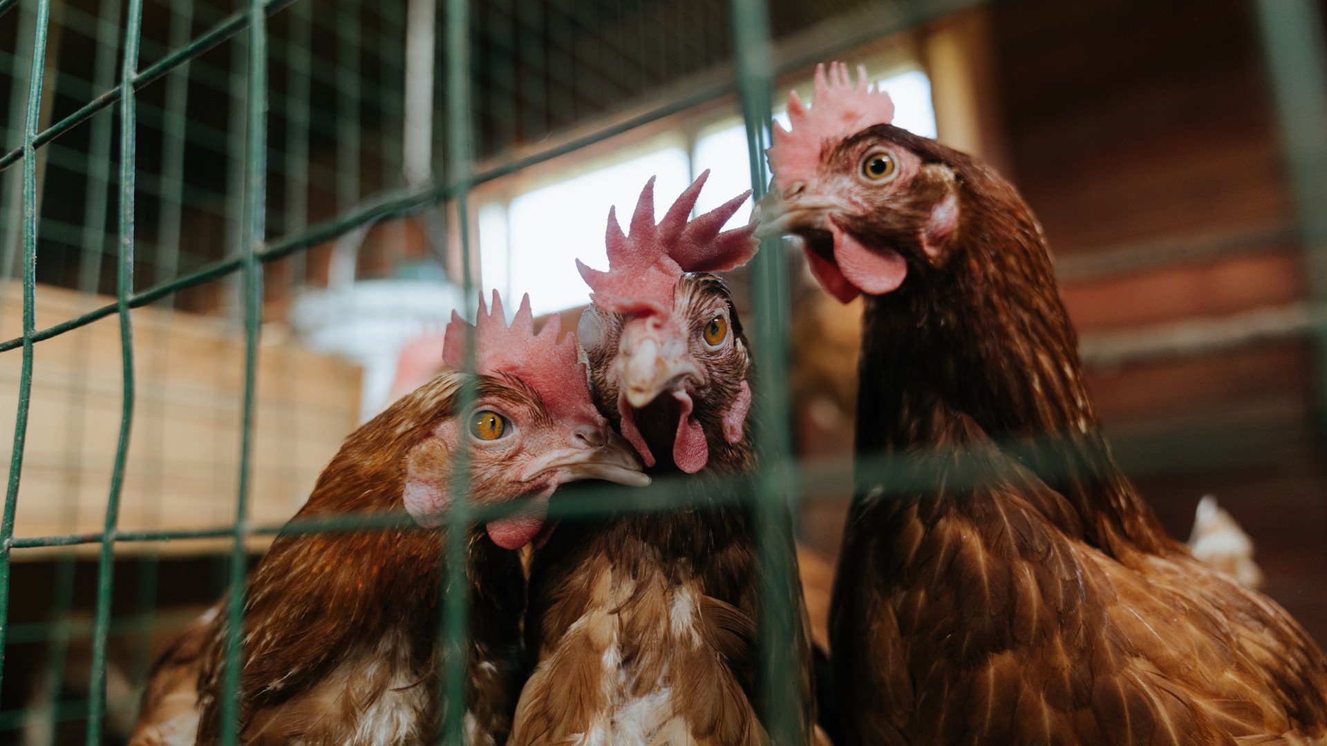 萨内爆发，2025年北欧之夜，一场来自1973年的召唤如何提前终结了芬兰的悬念