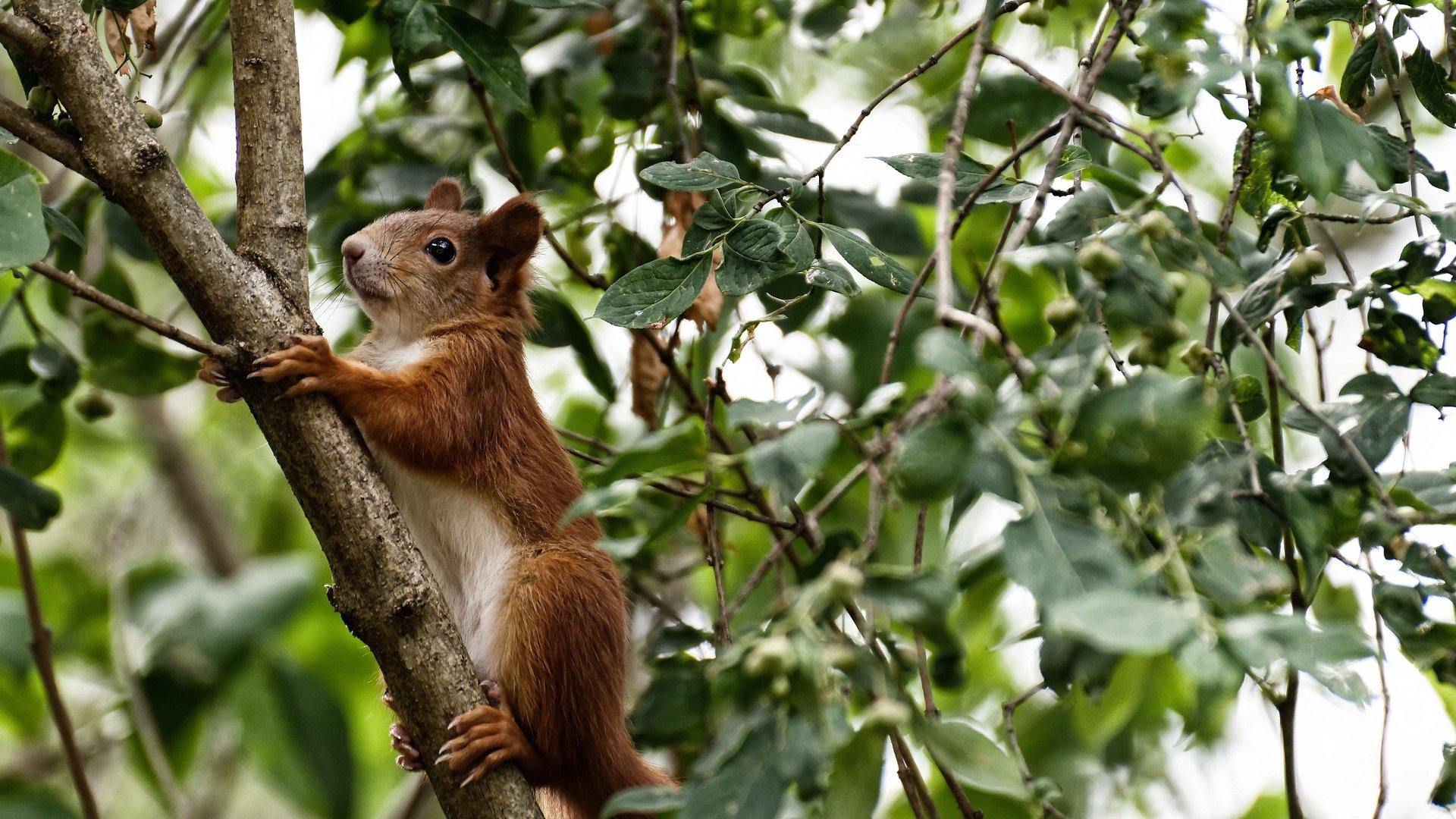 欧冠决赛，亚洲门将的里程碑，门迪封神与伊朗门将的突破