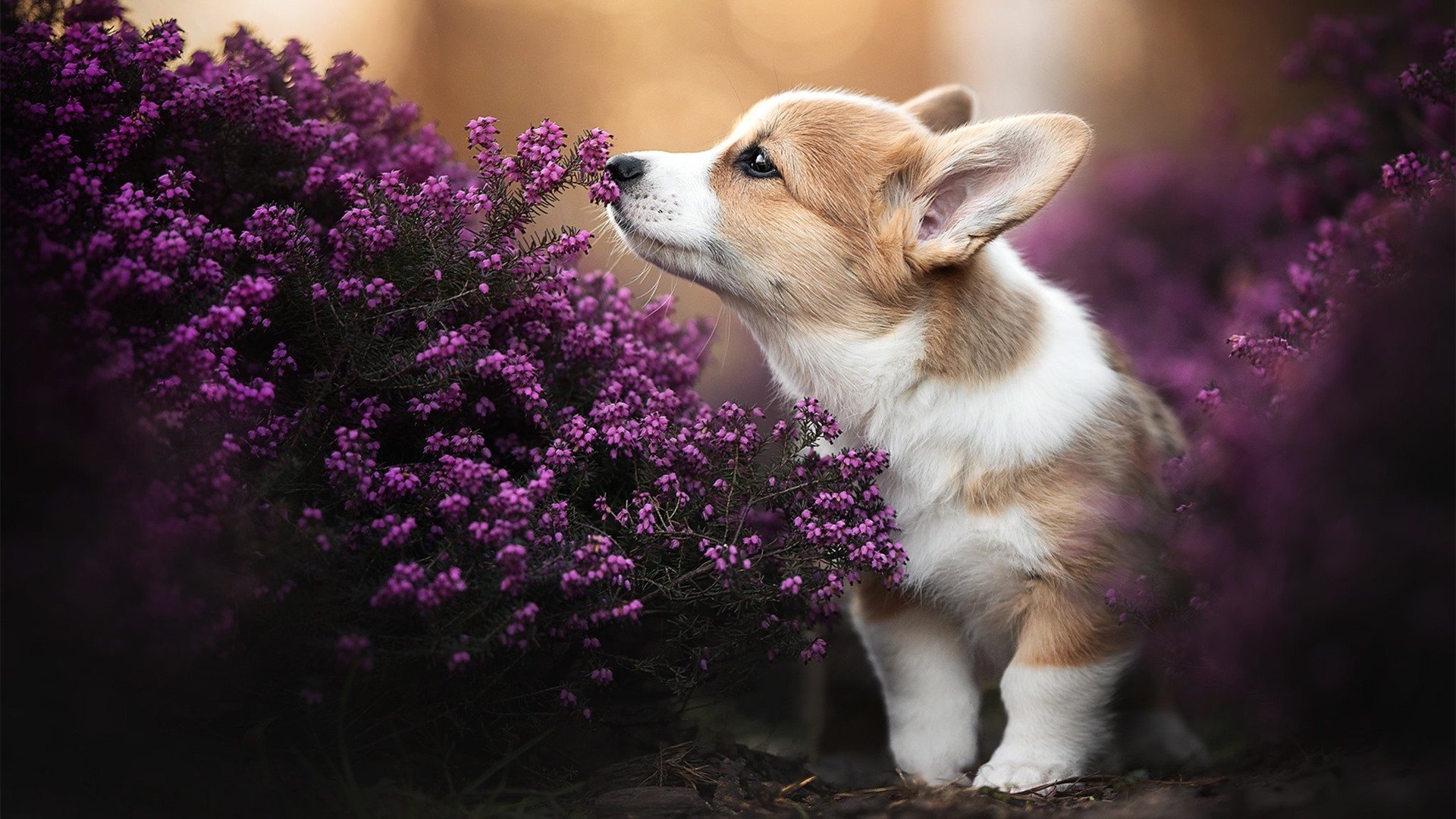 爱游戏官网-冰岛力克摩纳哥强势晋级欧洲杯预选赛，戈麦斯梅开二度成关键先生