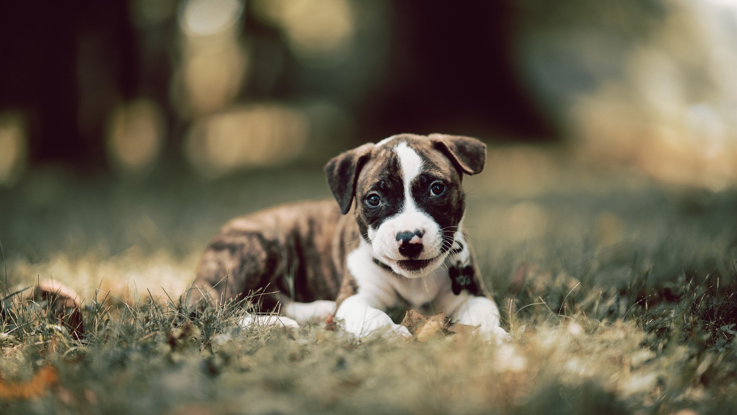 世界的两端，同一种篮球哲学，鹈鹕之风与约基奇之舵