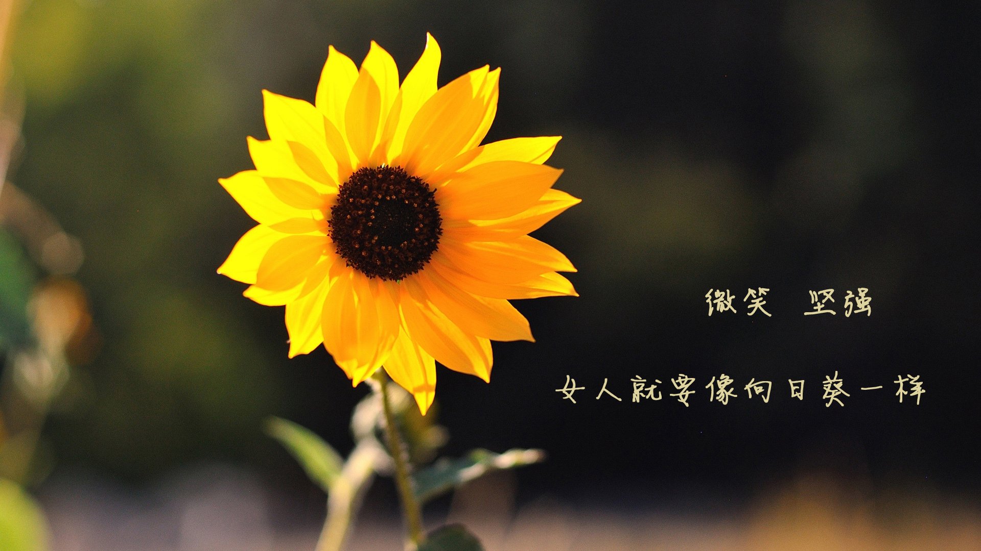 冰与火的交响曲，戈贝尔以一敌万，雄鹿力克掘金捍卫荣耀