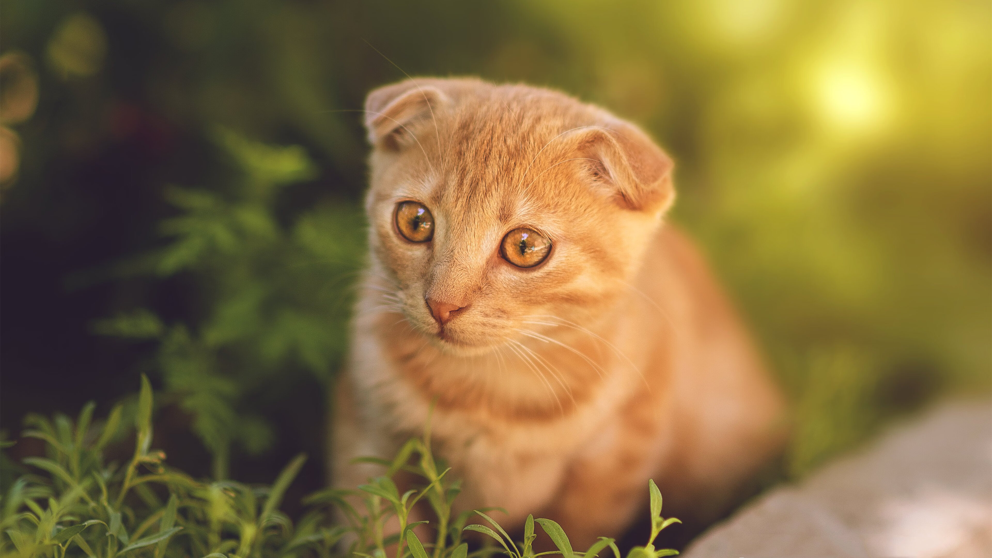足球破壁日，当枫叶军团碾过阿尔卑斯，英格兰王子接管亚平宁