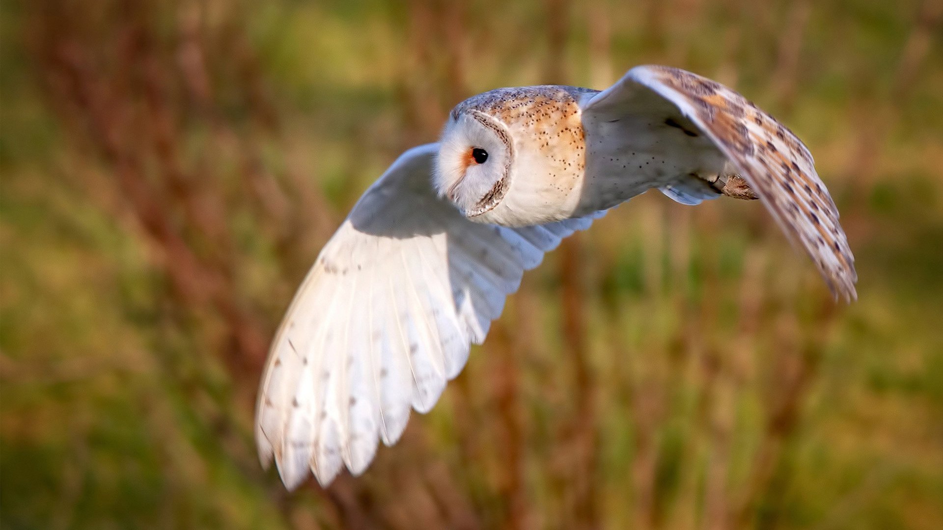 爱游戏官网-双线战场，F1年度争冠焦点战与广东队连续得分压制国王