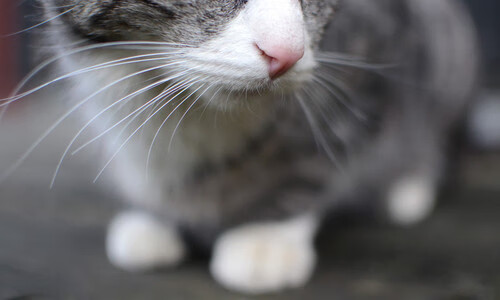 爱游戏下载-冰与火之歌，杜兰特加时封神，浙江绝境淬炼唯一性胜利