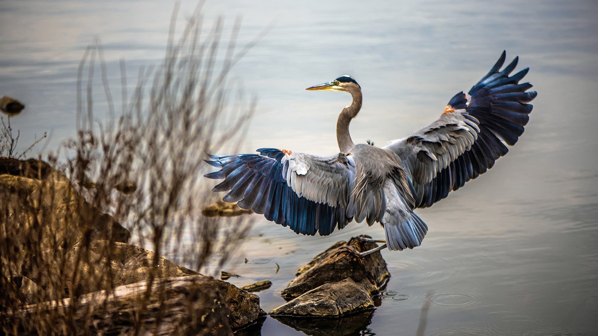阿劳霍铁壁封喉，勒沃库森强势制霸，阿森纳欧冠梦碎