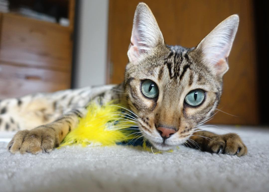 第四节指挥家，布伦森接管尼克斯的命运交响曲