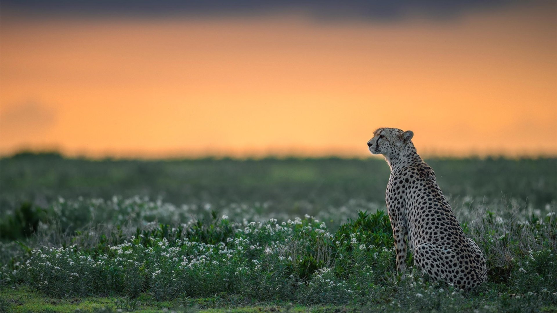 历史的裂缝，当摩洛哥力克勒沃库森，当拉亚在F1争冠中接管比赛—论体育世界中不可复制的唯一瞬间