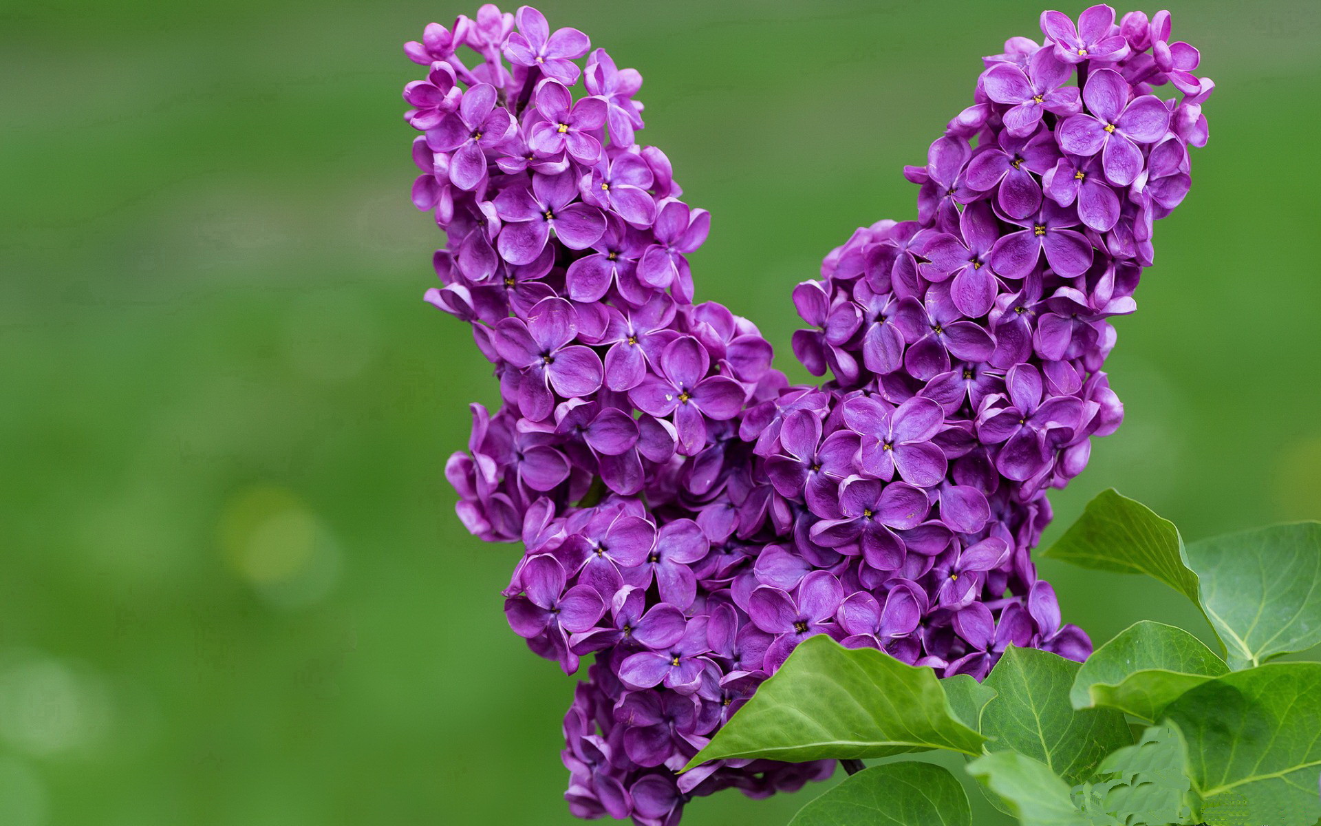 爱游戏娱乐-北非之风席卷英伦防线，迪马利亚一剑封喉，摩洛哥创造历史