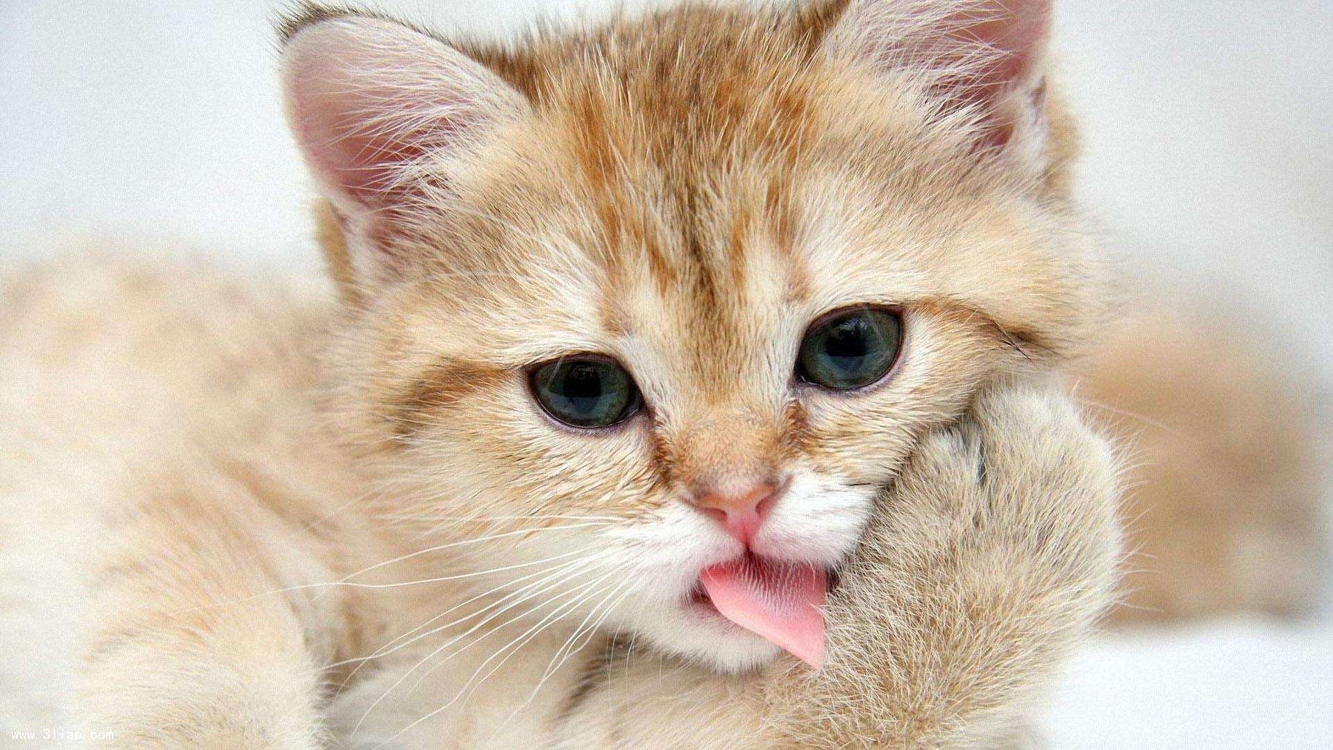 星辰与铁血的交响,2026世界杯C组最强音,德意志战车碾过匈牙利的夜晚,梅西与替补神兵共铸不朽传奇